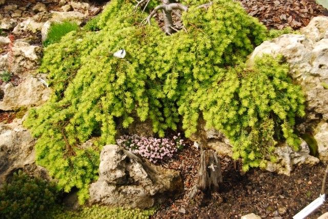 Tsuga canadensis Cole s Prostrate asperula syntensii